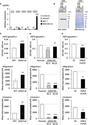 Lysyl oxidase-like 4 exerts an atypical role in breast cancer progression that is dependent on the enzymatic activity that targets the cell-surface annexin A2